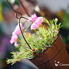 GärtnereiAndel_Web-122