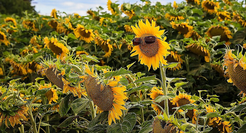 Sonnenblume