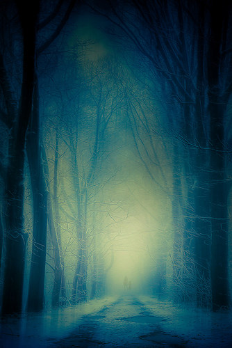 in the dark forest