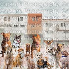 Pawparazzi Paws & Pose Awards