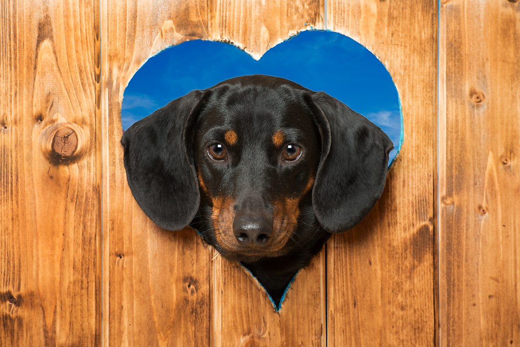 Dackel sieht durch Herz (_DSC6209a)