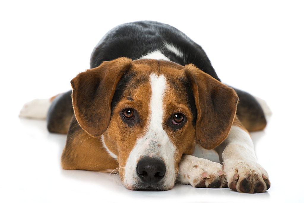 Mischlingshund (_DSC9901a)