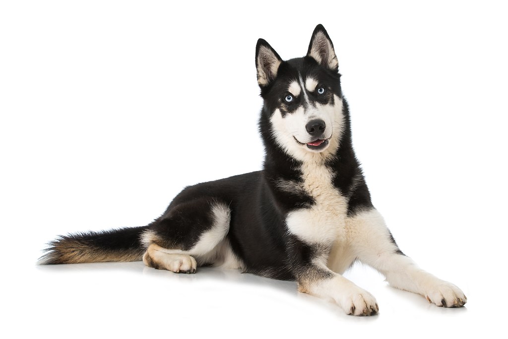 Sibirian Husky (_DSC9503)