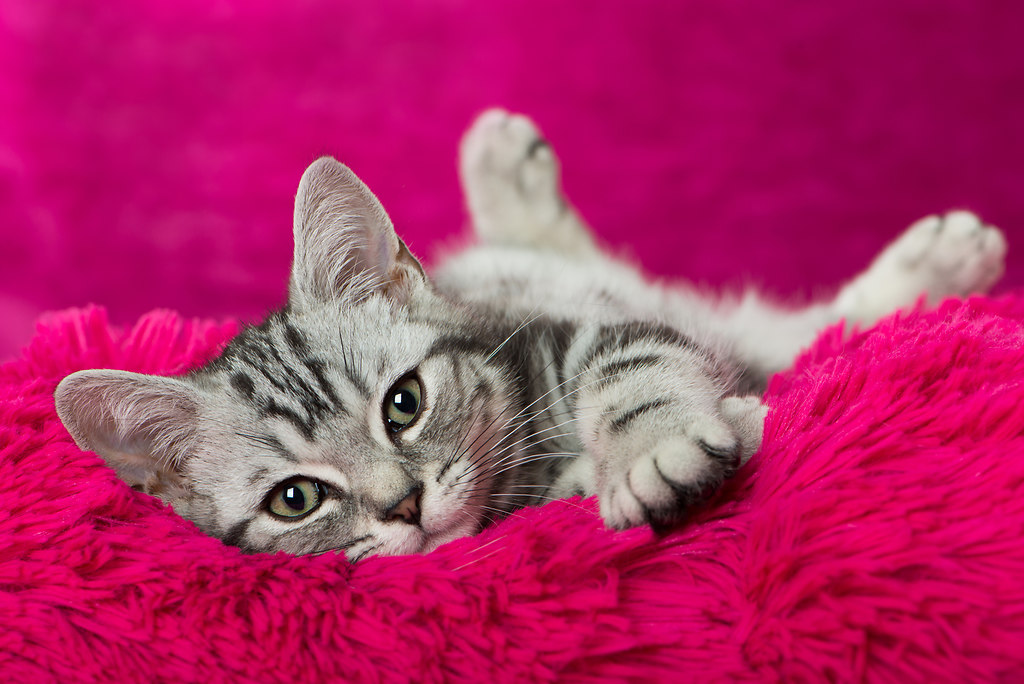 Rosa Kätzchen (_DSC9190)