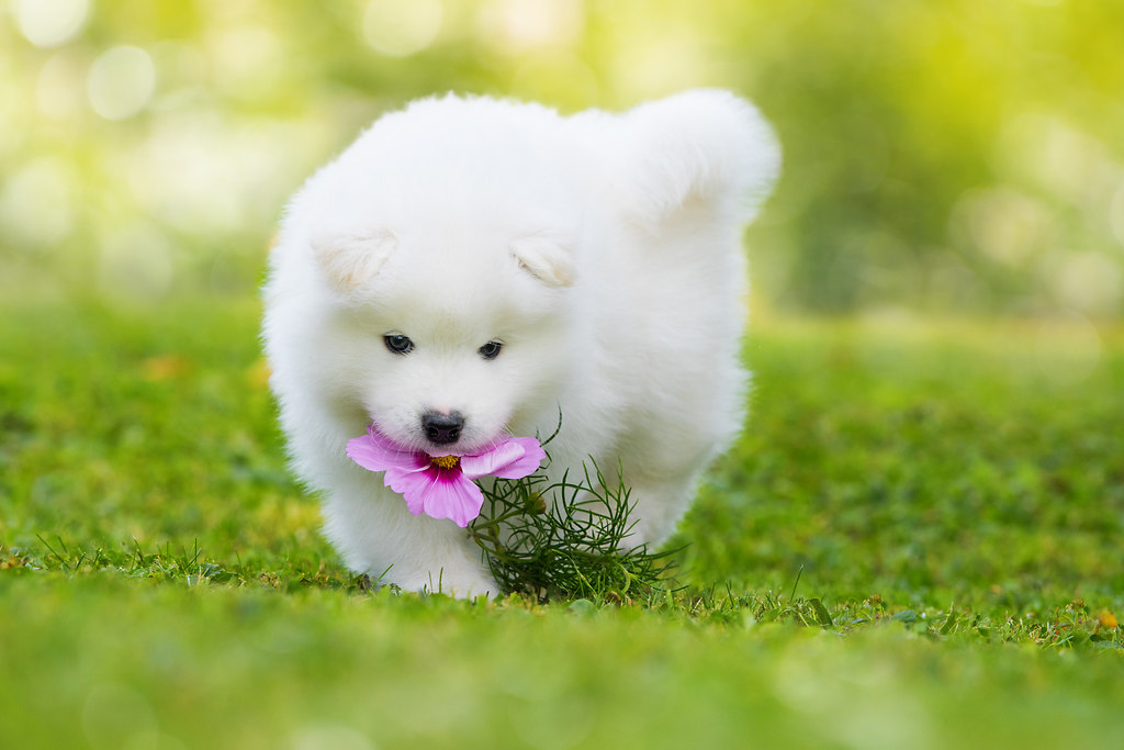 Samojede Welpe (_DZ53078a)