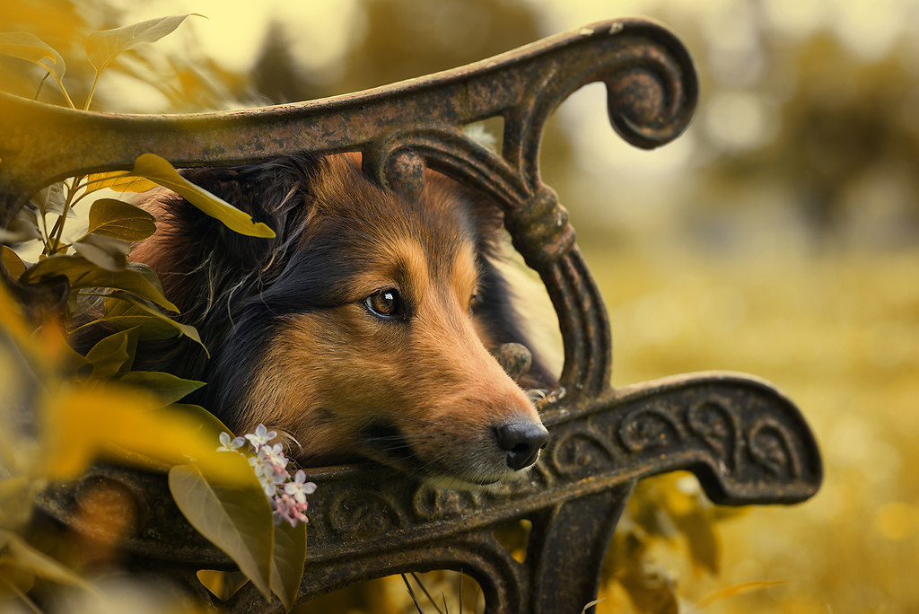 Sheltie dog lying on a old garden bench (D_Sheltie)