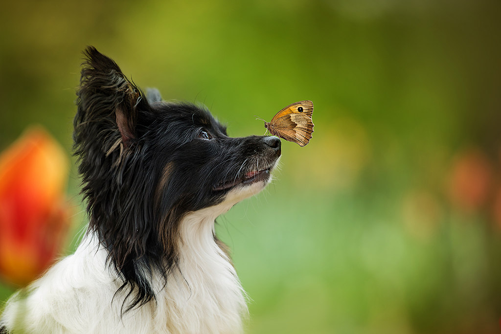 Papillon dog sitting between spring flowers (PapillonKl)