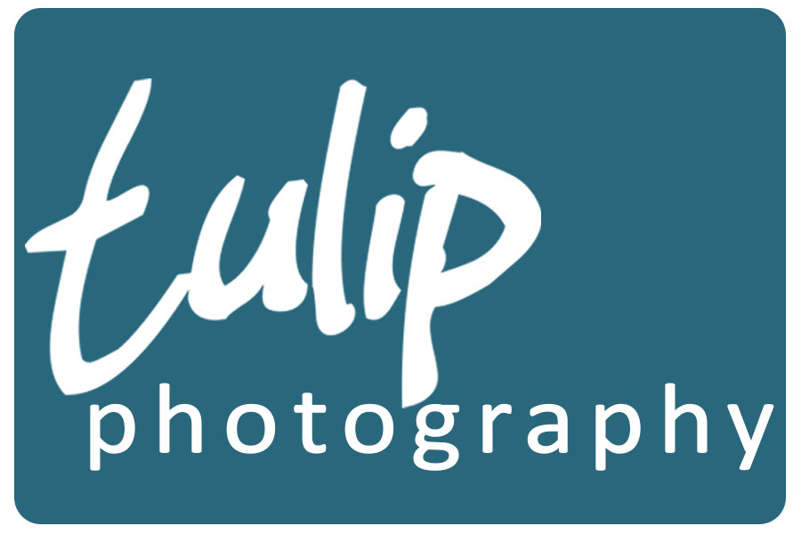 Tulip Photography