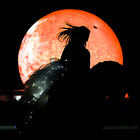 Pferdenacht | 26.05.2023