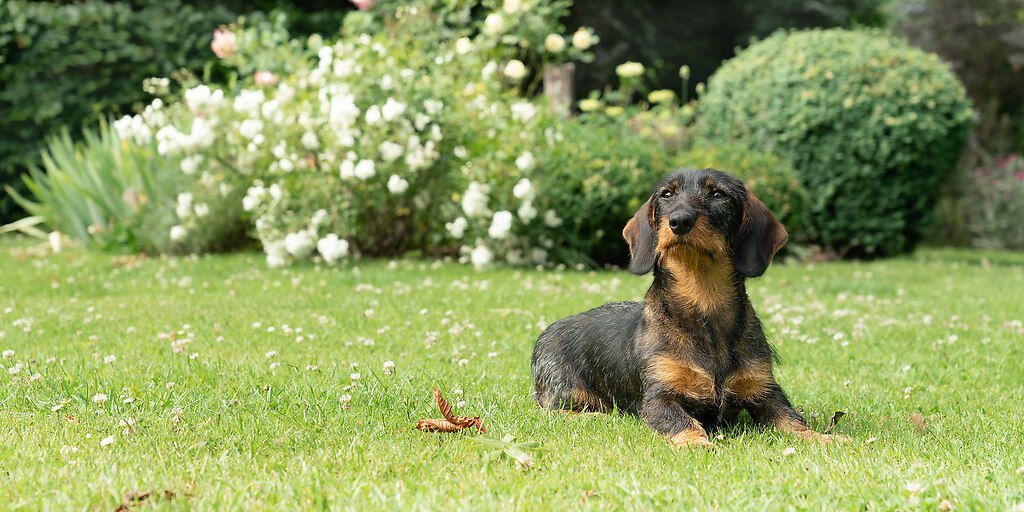 Tiere