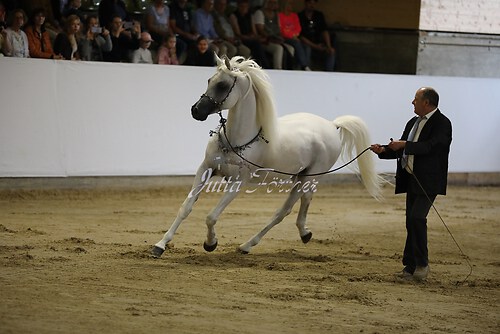 Asil Araber Festival164