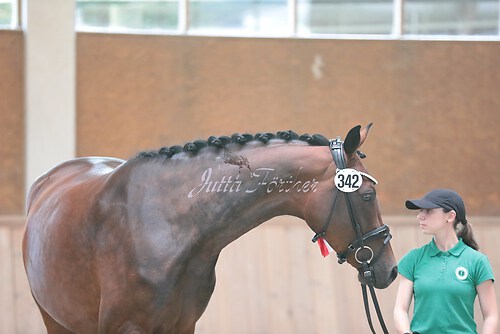 Siegerehrung Stutenleistung0090