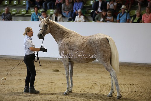 Asil Araber Festival299