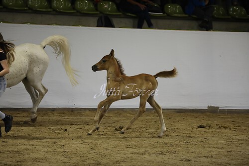 Asil Araber Festival330