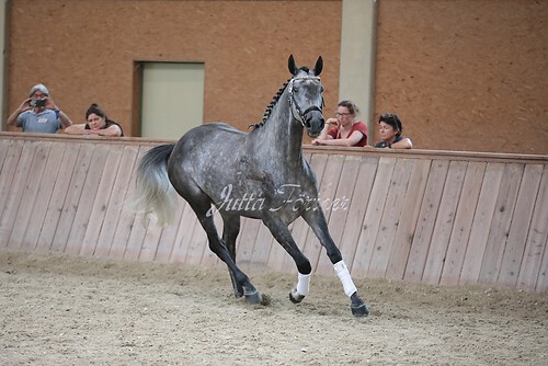 Freispringen 275