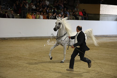 Asil Araber Festival129