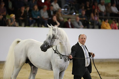 Asil Araber Festival189