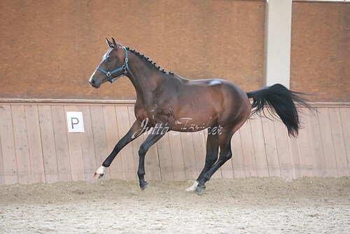 Stutenleistung0012