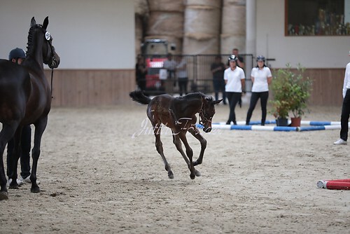 Freispringen 155