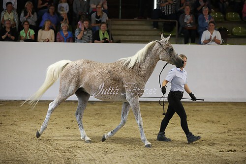 Asil Araber Festival302