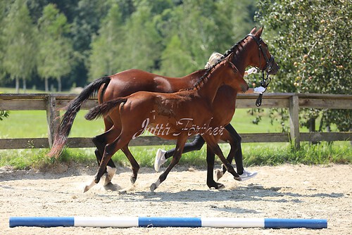 SF v. Cornut braun 21.04.24