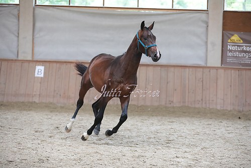 Stutenleistung0010