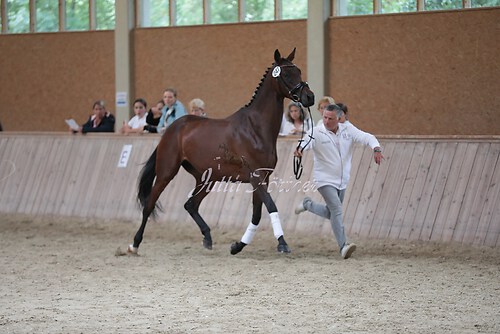 Freispringen 216