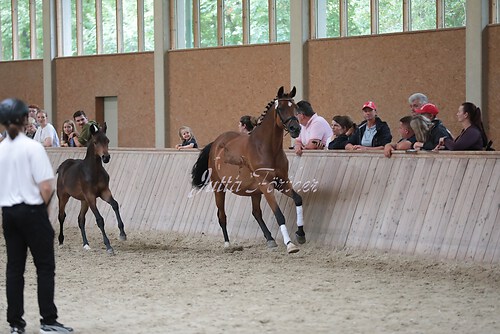 Freispringen 8