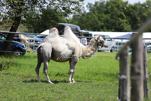 Asil Araber Festival107