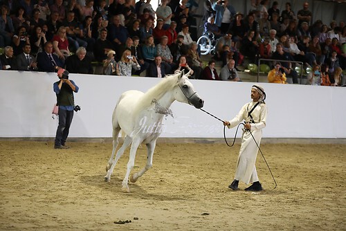 Asil Araber Festival423