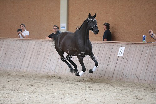 Freispringen 117