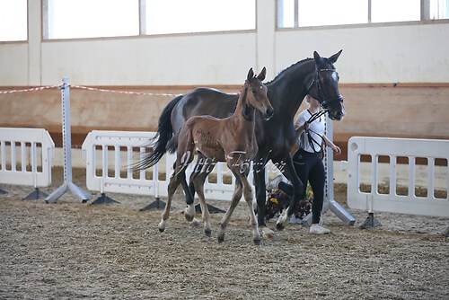 110Fohlenschau