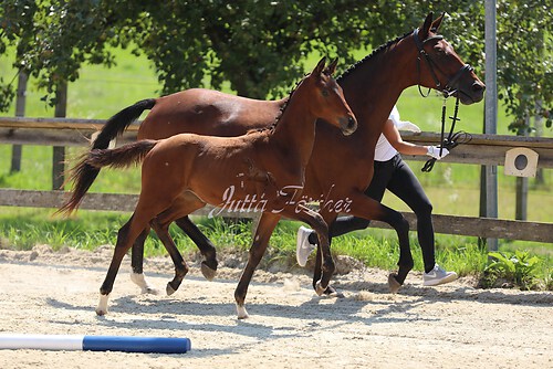 SF v. Cornut braun 21.04.17