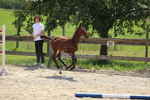 SF v. Cornut braun 21.04.41