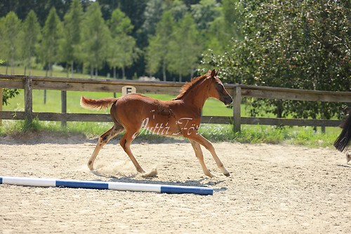 SF Sahara v. Zauberdeyk080