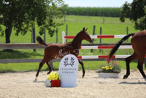 SF v. Cornut braun 21.04.02