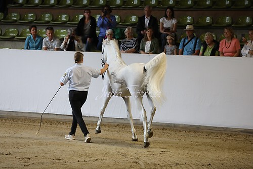 Asil Araber Festival157