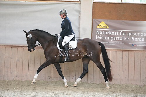 Stutenleistung0057