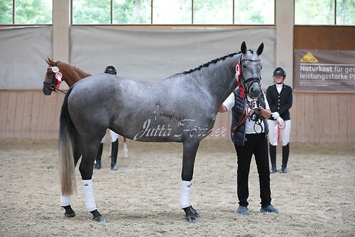 Siegerehrung Stutenleistung0055