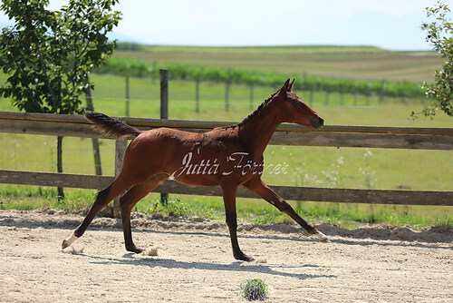 SF v. Cornut braun 21.04.44