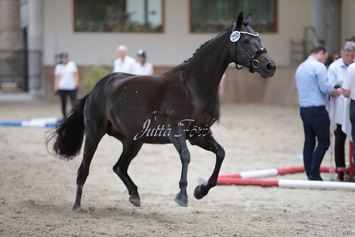 Freispringen 137