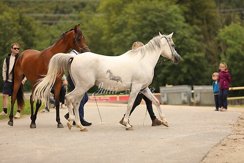 Asil Araber Festival023