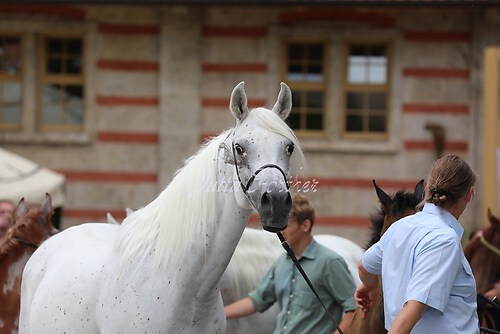 Asil Araber Festival084