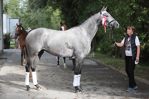 Siegerehrung Stutenleistung0097