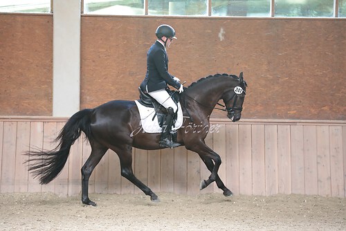Stutenleistung0131