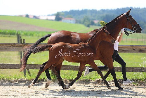 SF v. Cornut braun 21.04.22