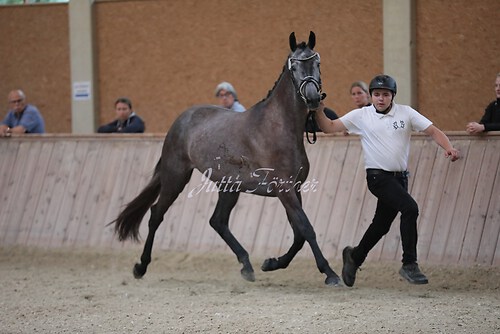 Freispringen 456