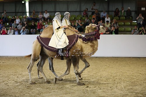 Asil Araber Festival572