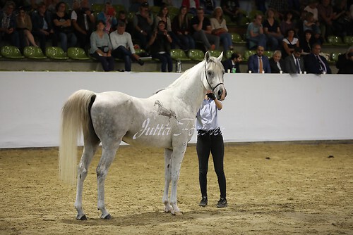 Asil Araber Festival590