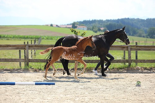 SF Sahara v. Zauberdeyk037